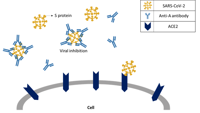 Anti-A antibodies blocking SARS-CoV-2 from binding ACE2 receptors