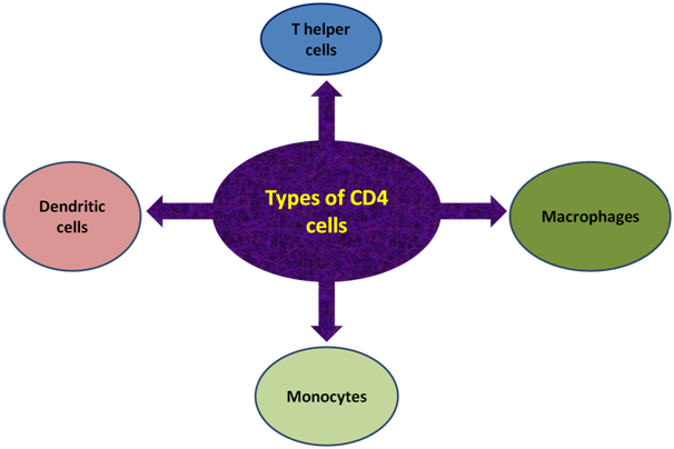 Immune cells that express CD4: T helper cells, dendritic cells, macrophages and monocytes