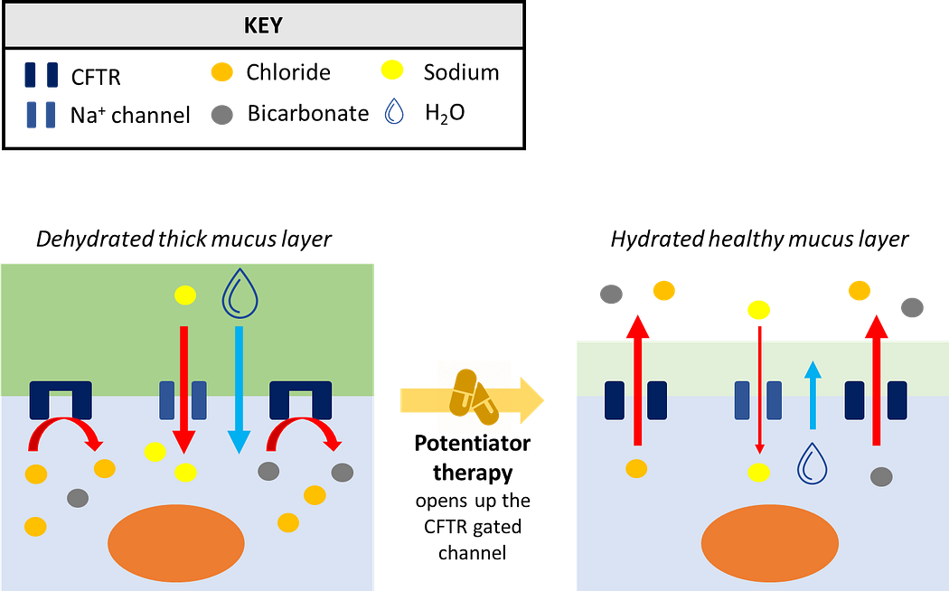 Mechanism of action of CFTR potentiators opening the chloride channel in cystic fibrosis