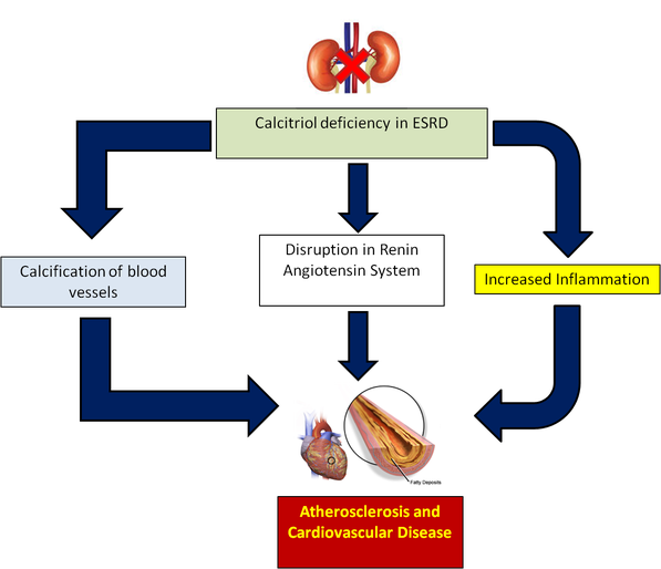 Mechanisms linking calcitriol deficiency in end-stage renal disease to cardiovascular disease