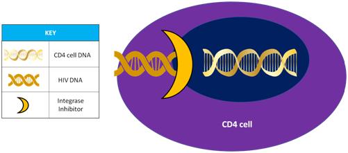 Integrase inhibitors preventing HIV DNA from integrating into CD4 cell DNA