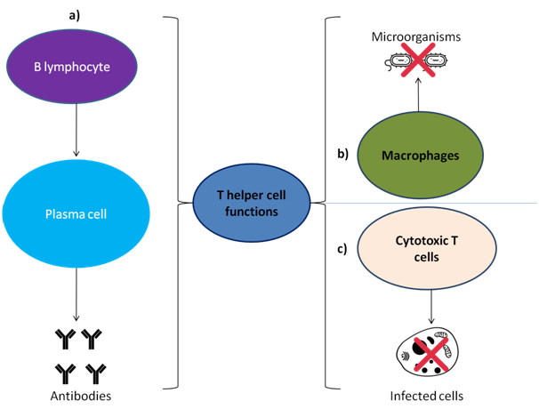 T helper cells activating B cells, macrophages and cytotoxic T cells