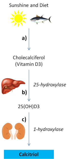 Conversion of vitamin D into active calcitriol by the liver and kidneys